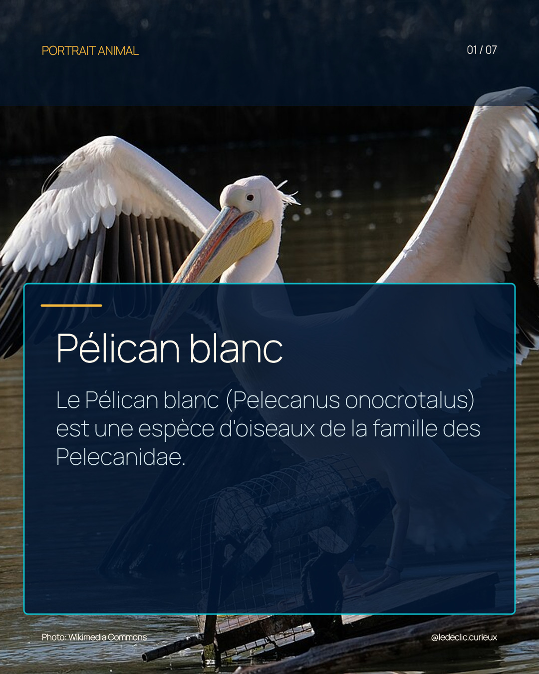Pélican blanc