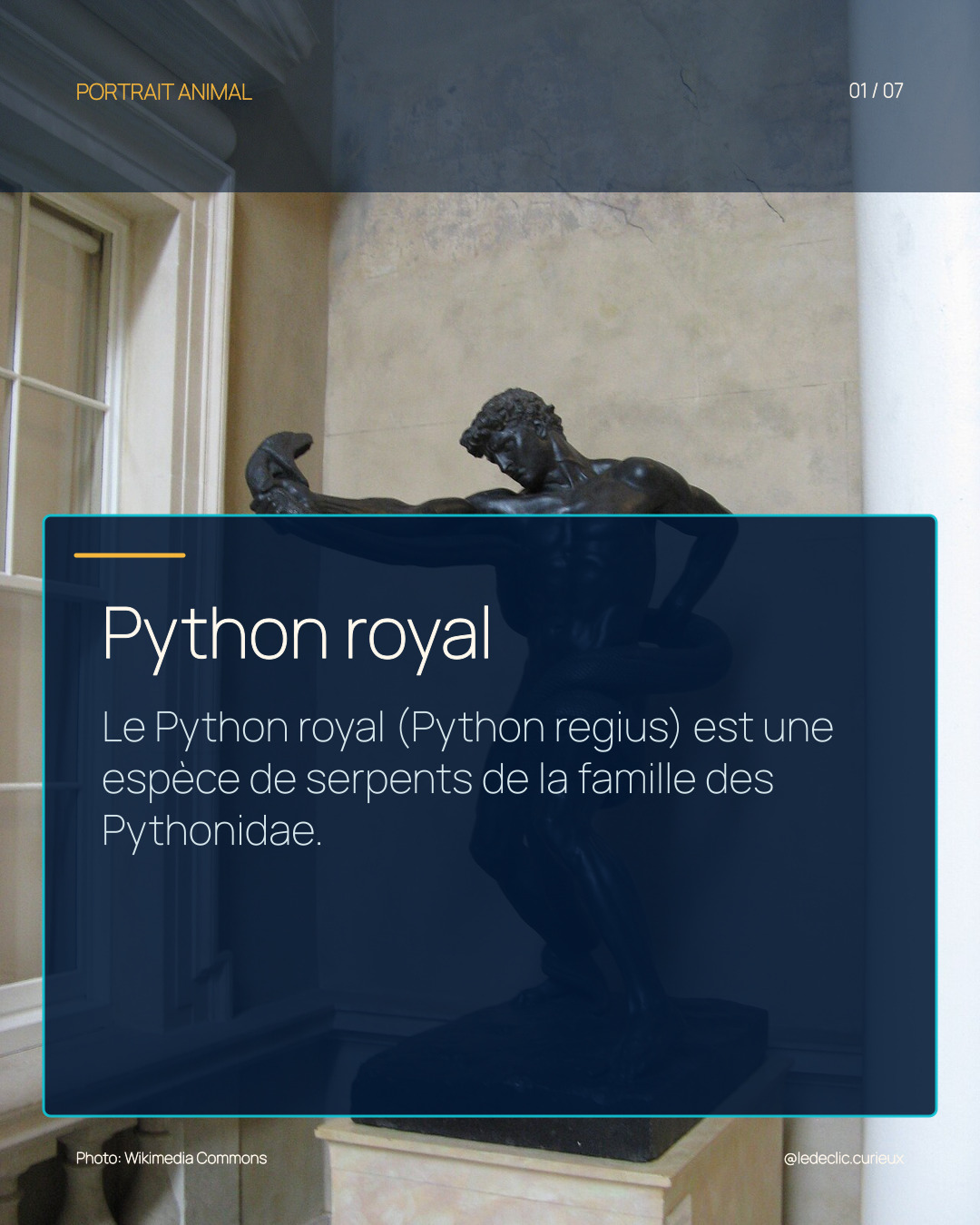 Python royal