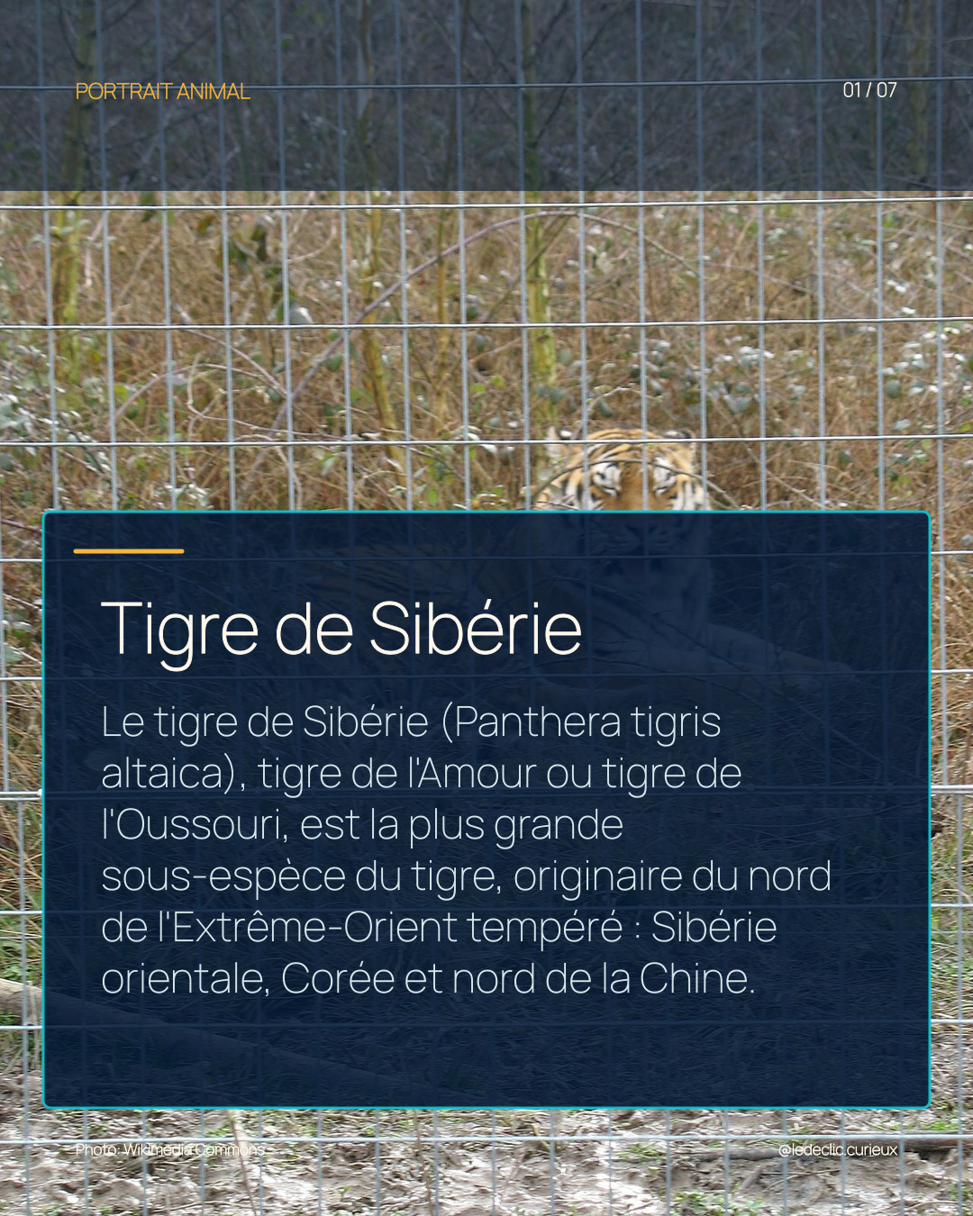 Tigre de Sibérie