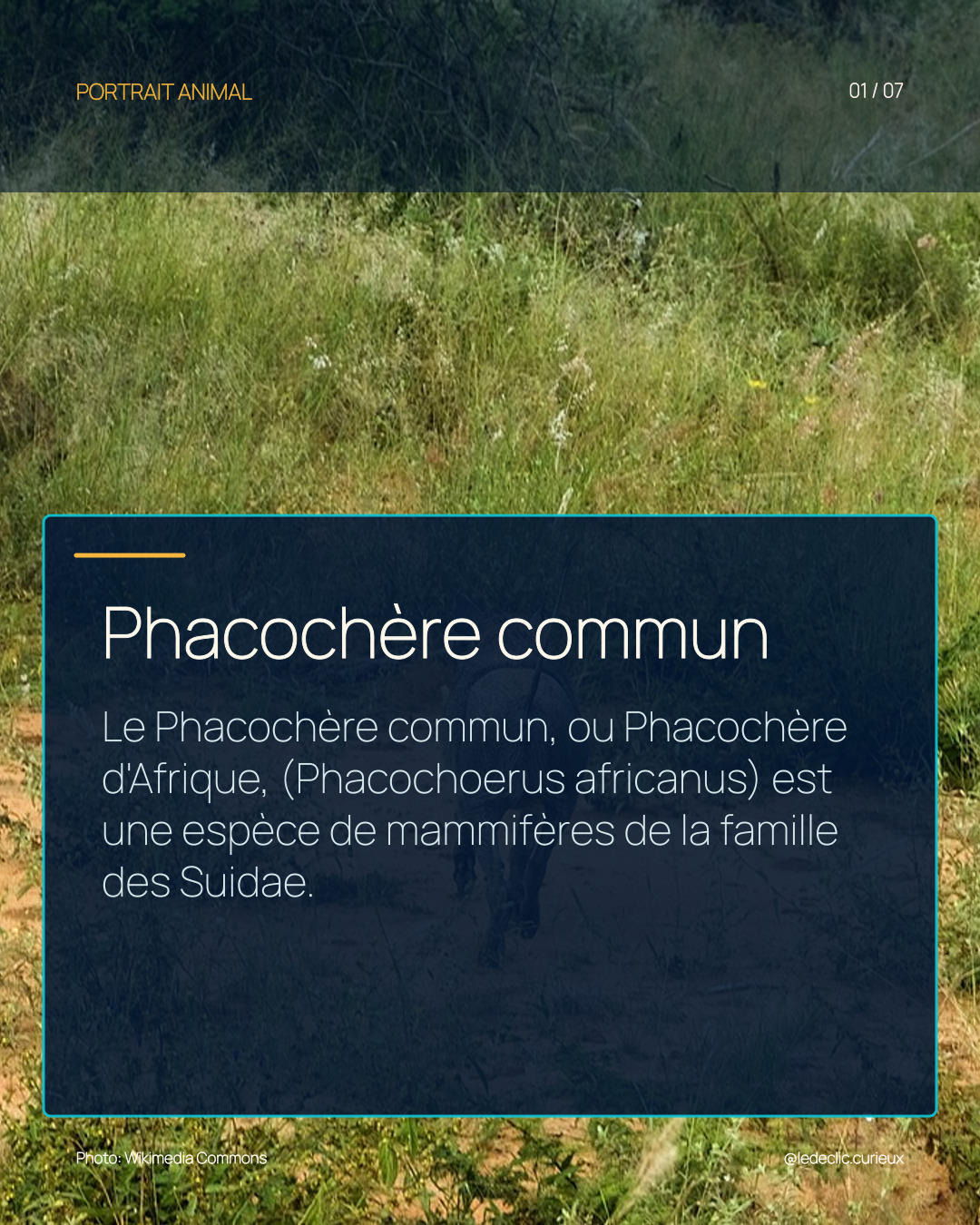 Phacochère commun