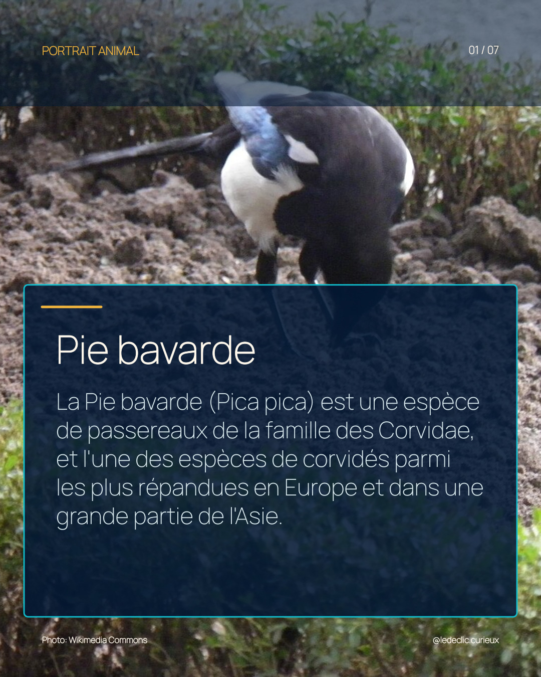 Pie bavarde