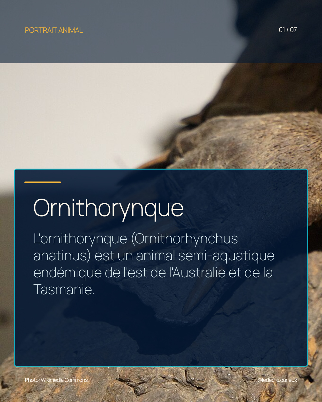 Ornithorynque