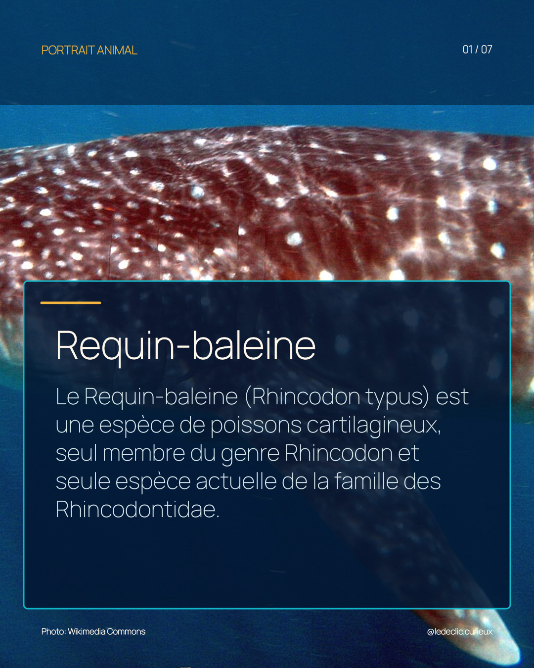 Requin-baleine