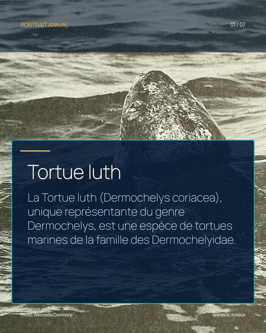 Tortue luth
