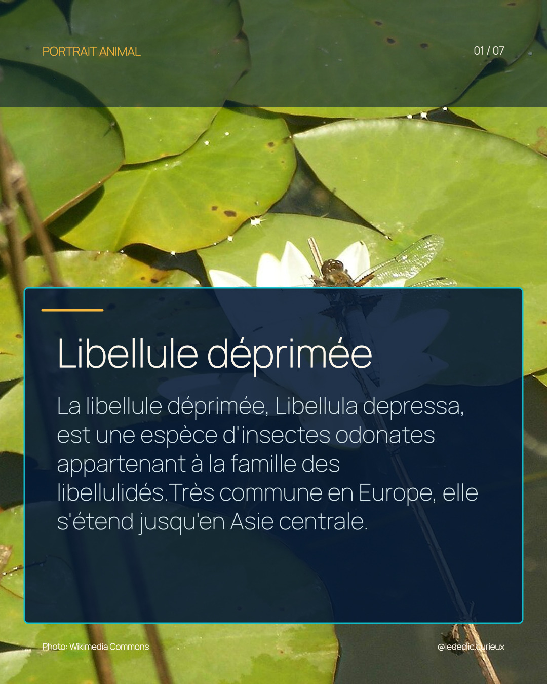 Libellule déprimée