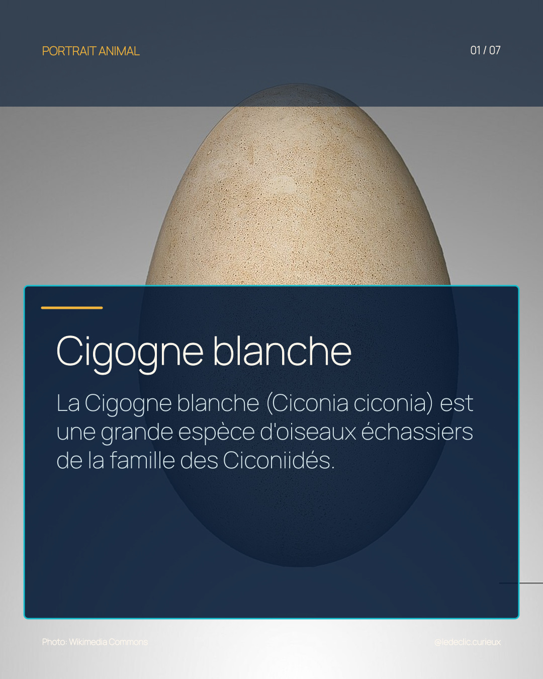 Cigogne blanche