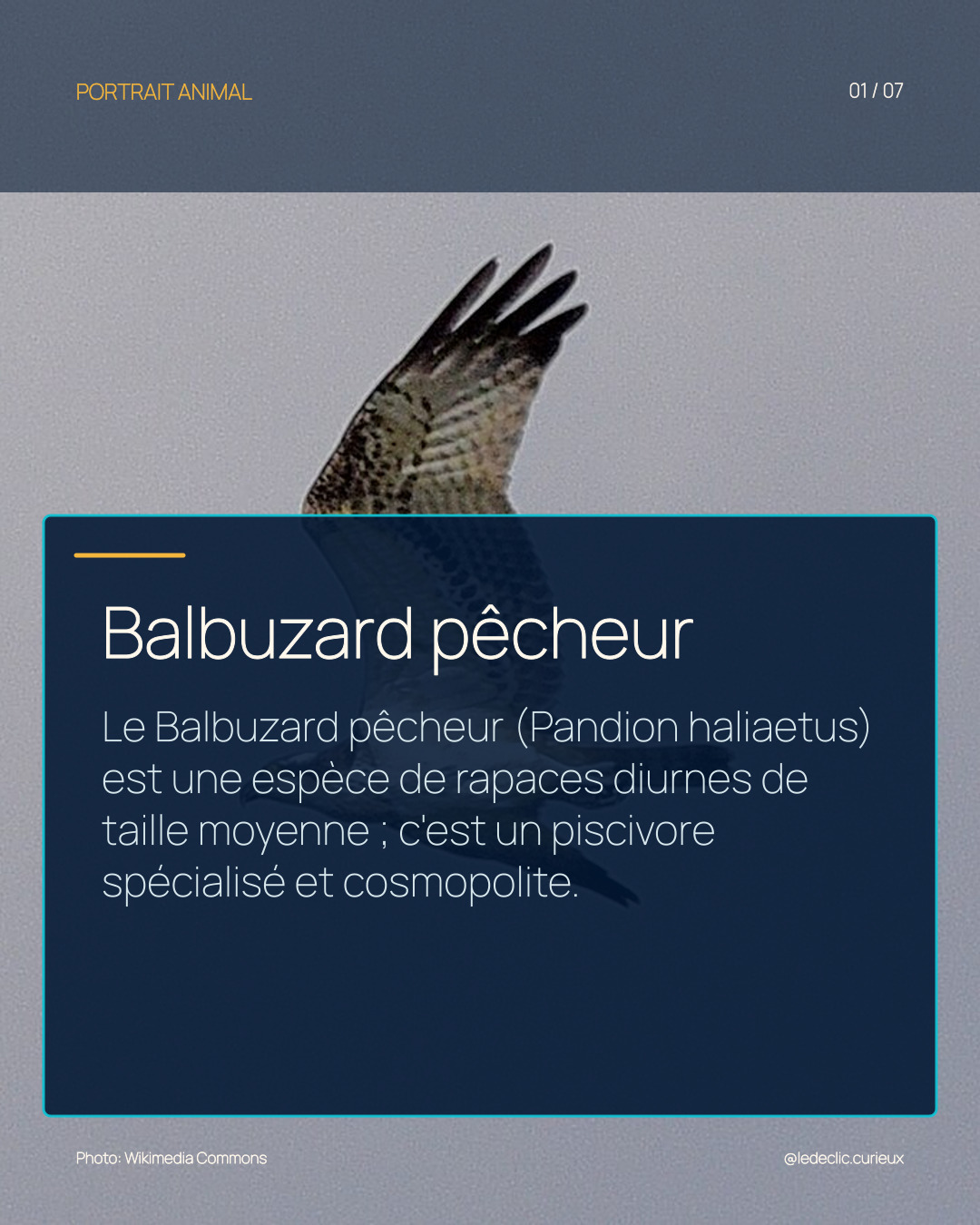 Balbuzard pêcheur