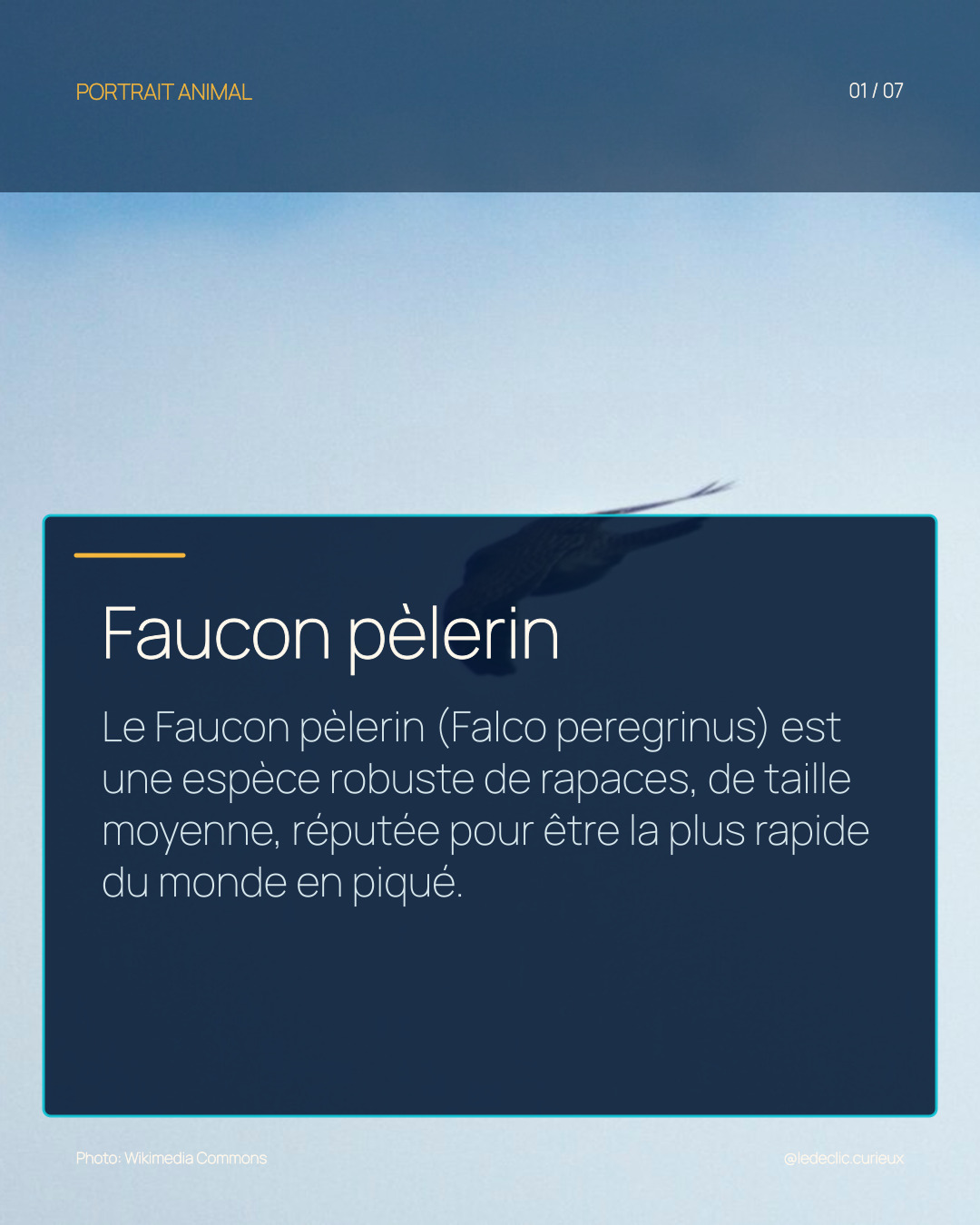 Faucon pèlerin