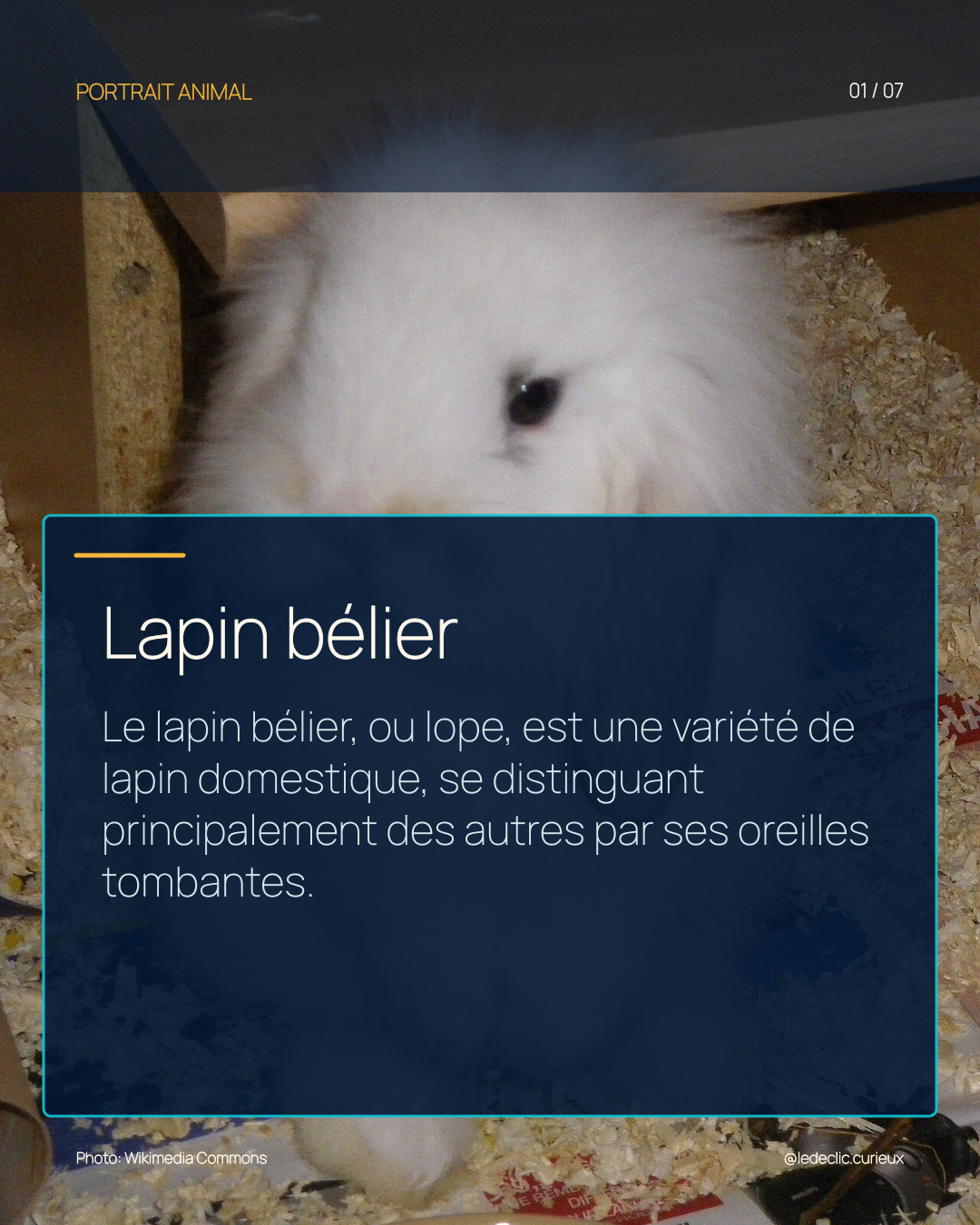 Lapin bélier