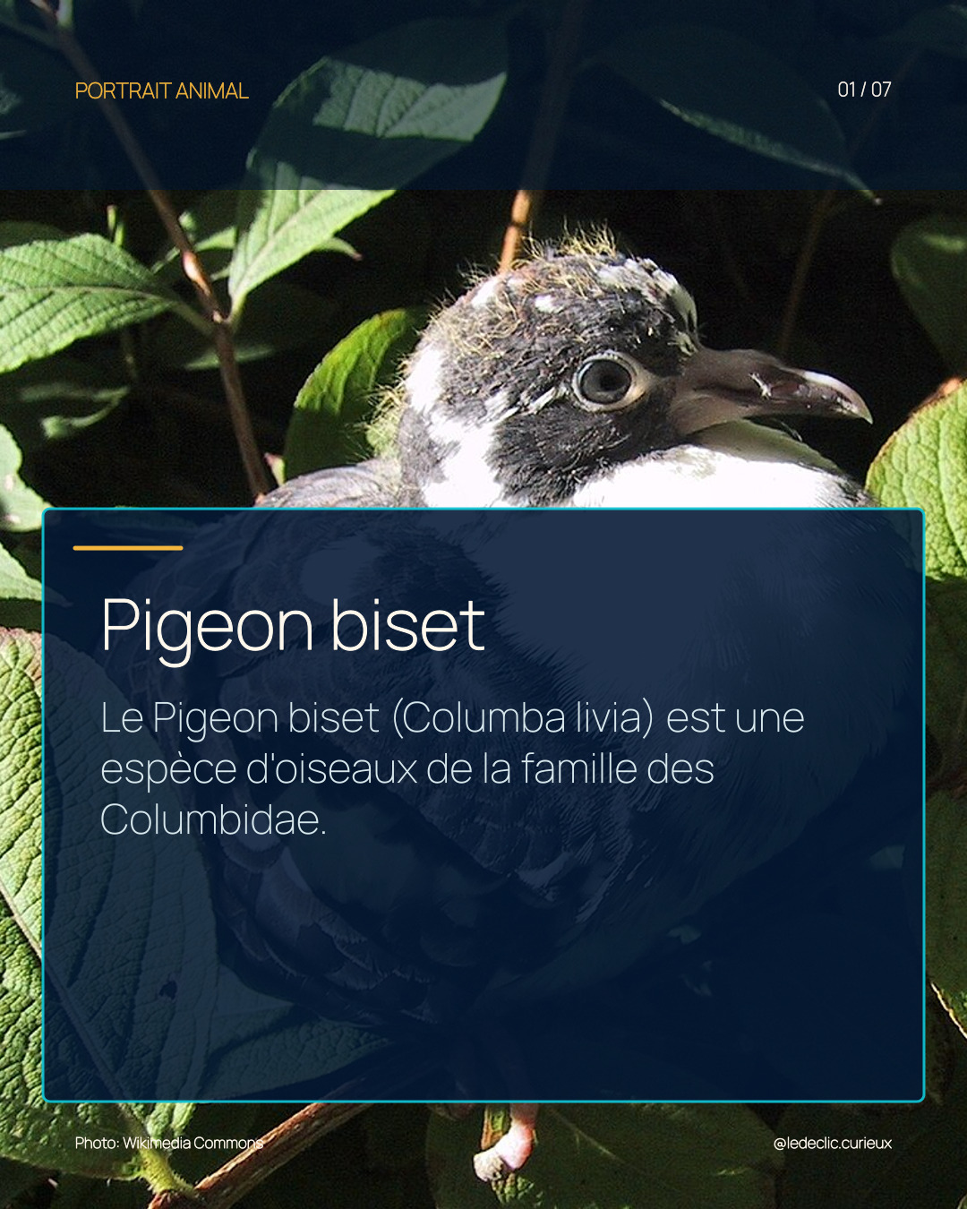 Pigeon biset