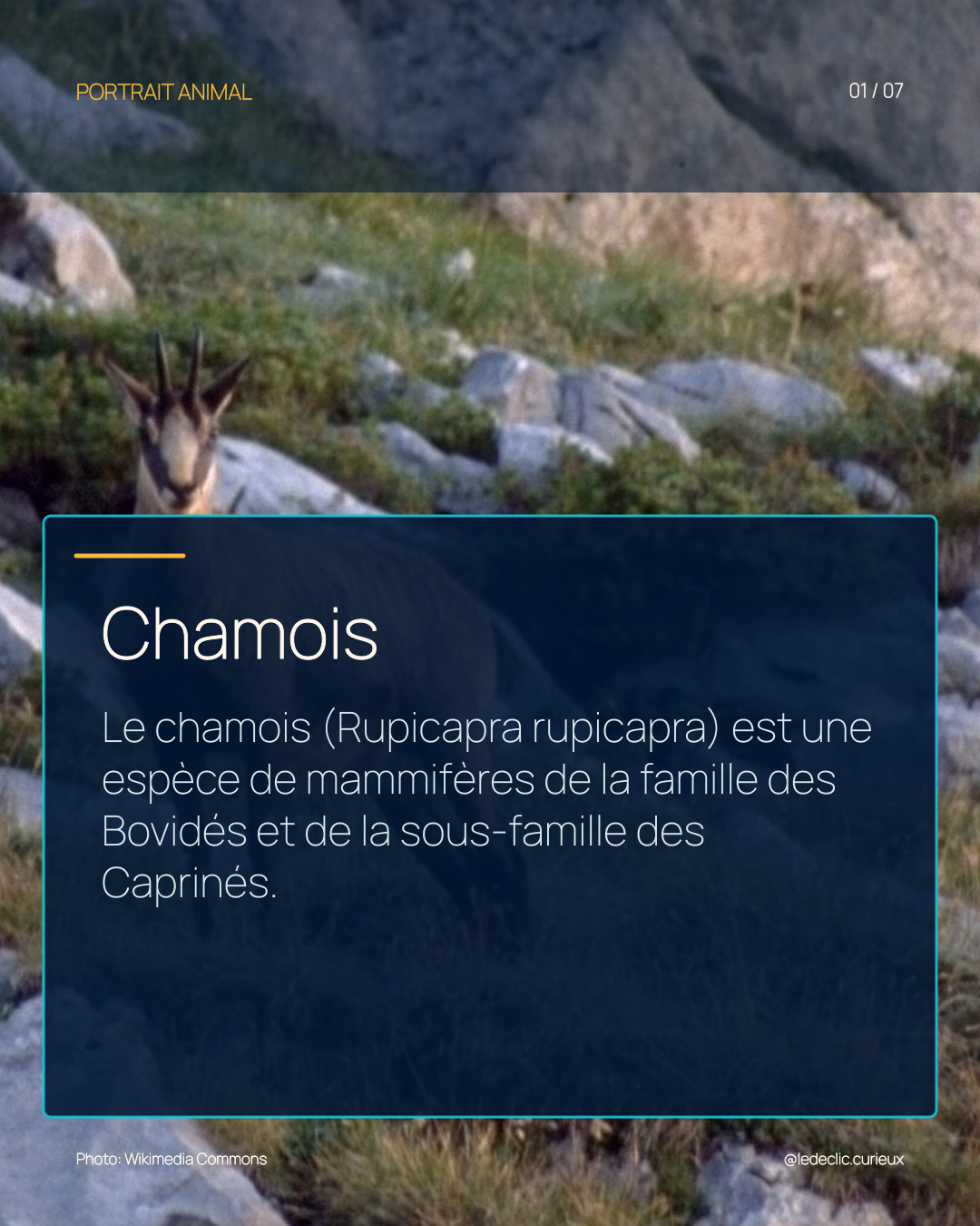 Chamois