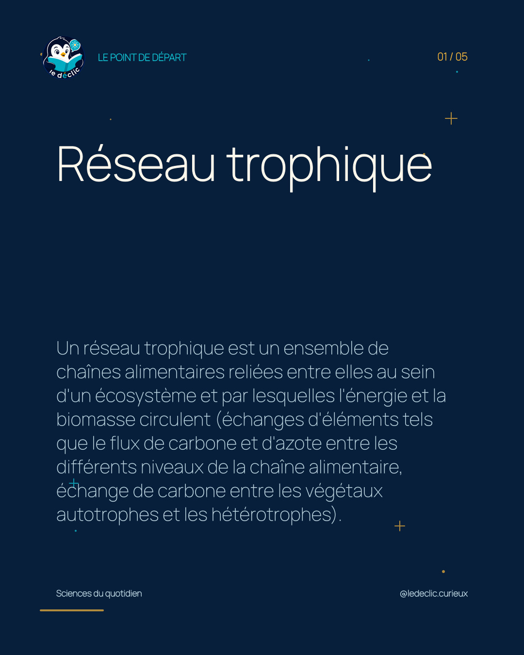 Comprendre : Réseau trophique