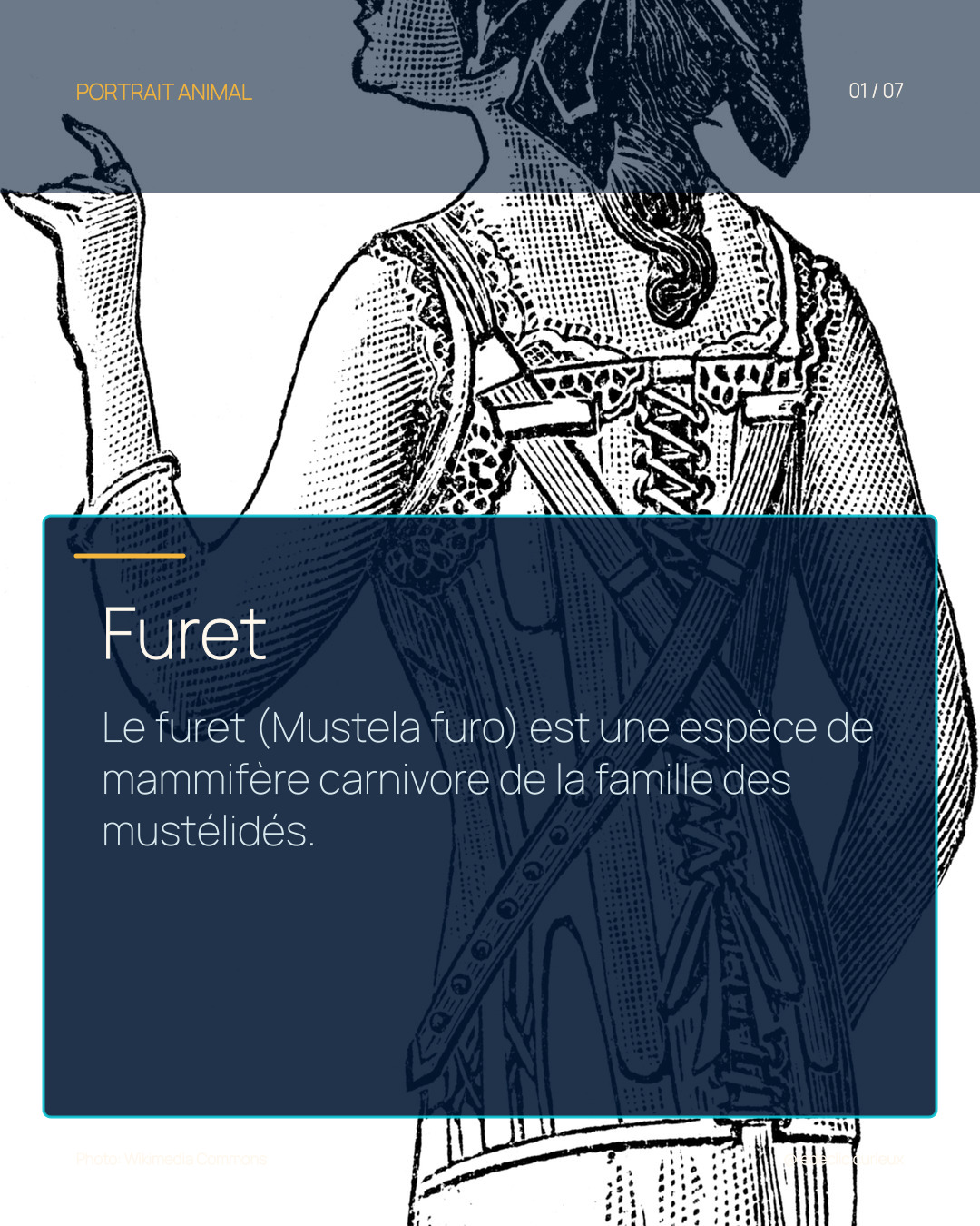 Furet