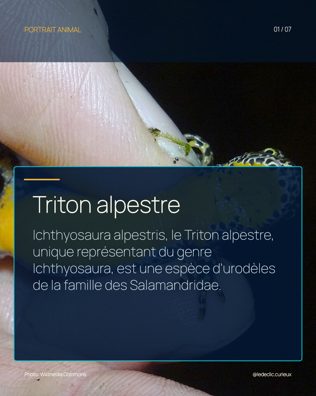 Triton alpestre