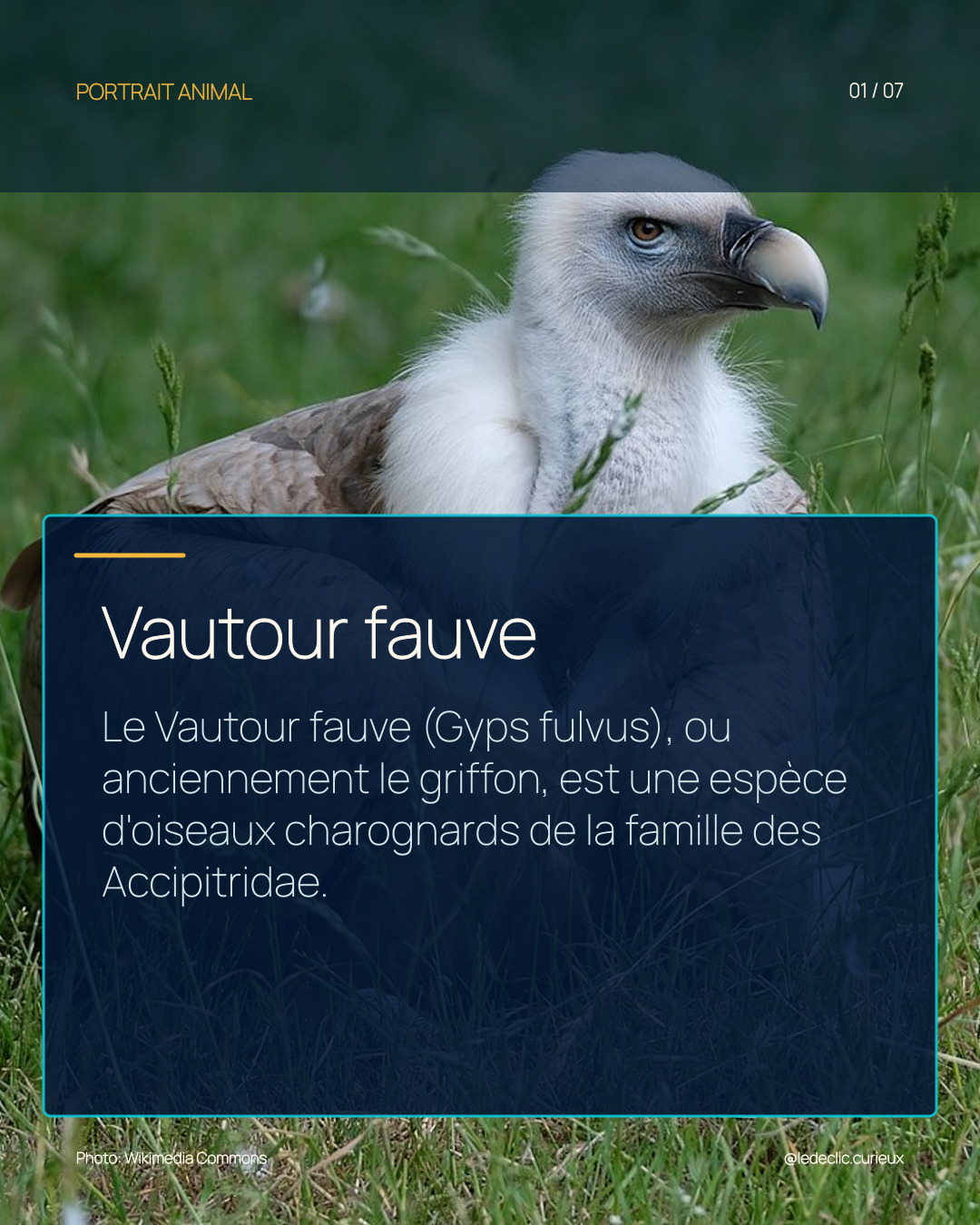Vautour fauve