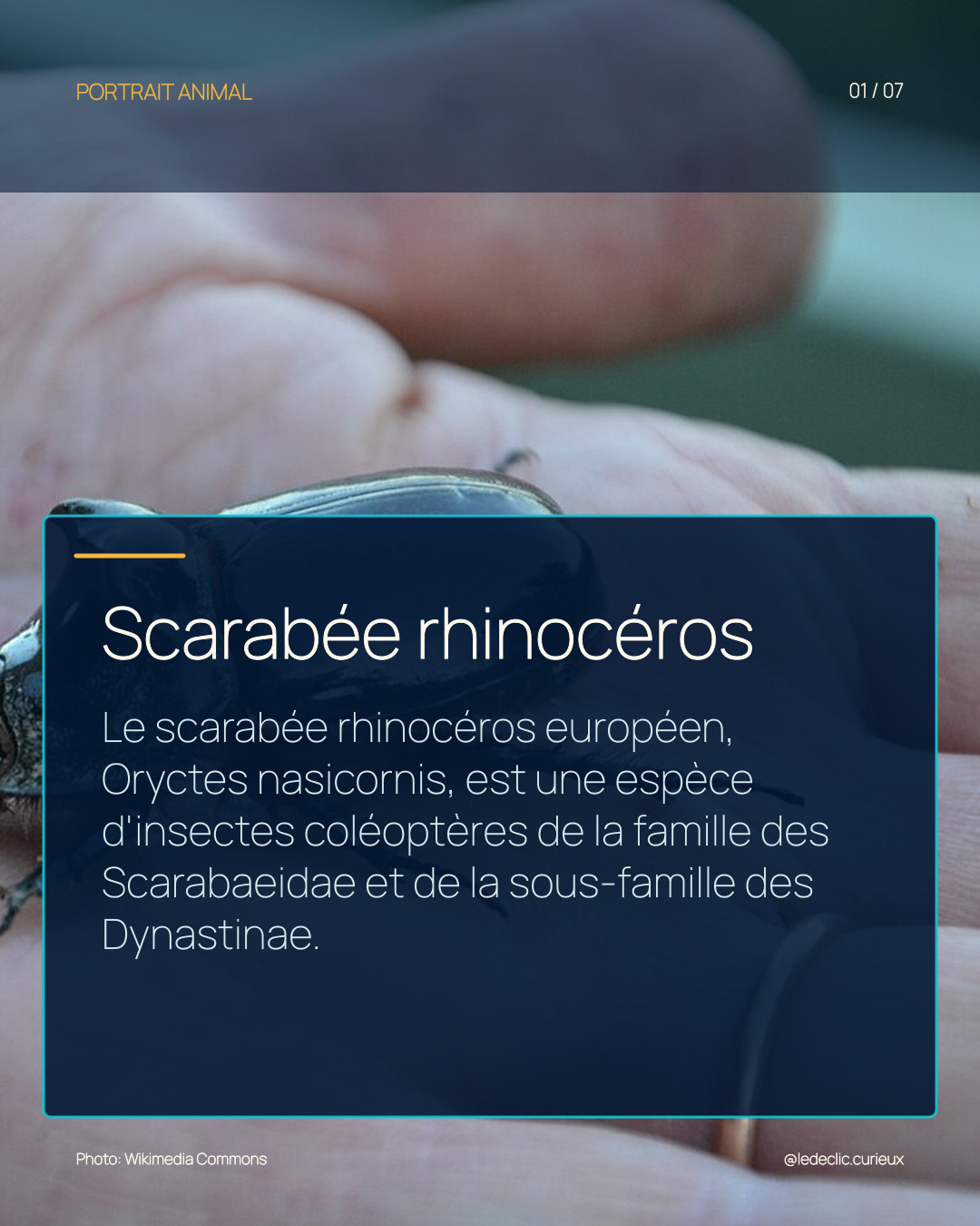 Scarabée rhinocéros
