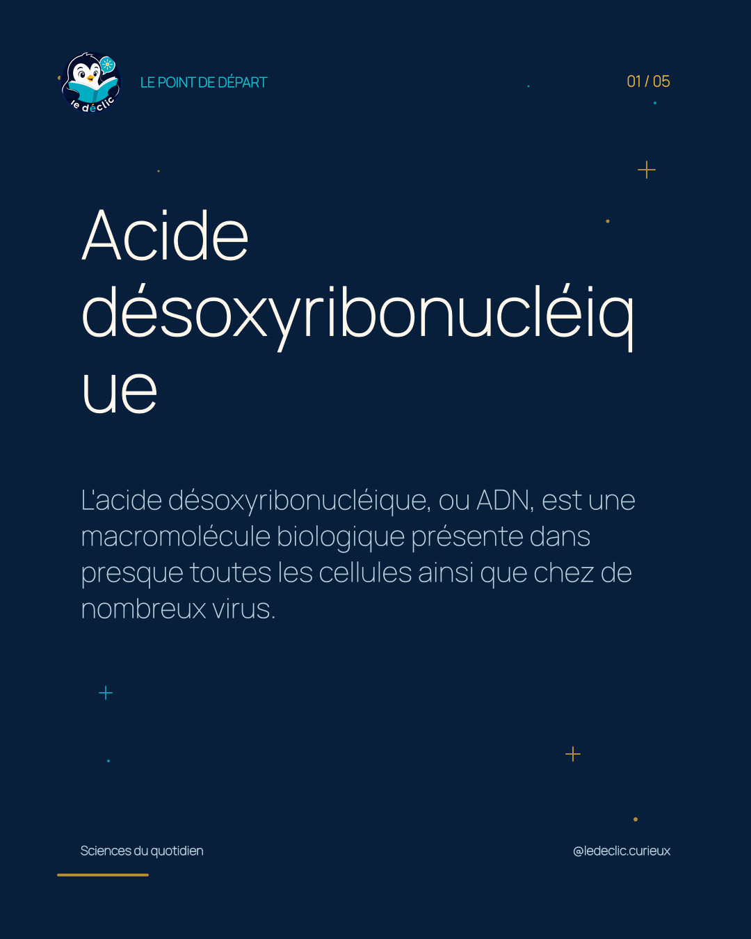 Comprendre : Acide désoxyribonucléique