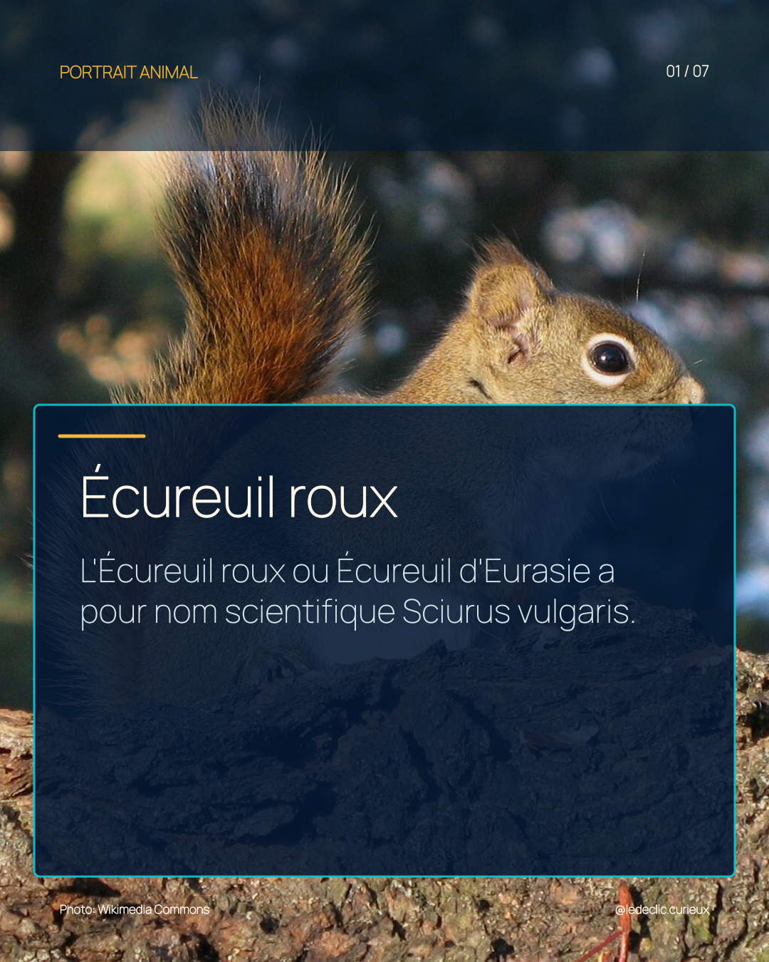Écureuil roux
