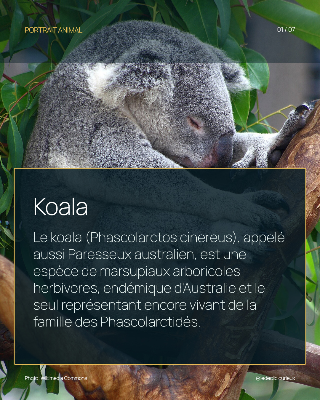 Koala