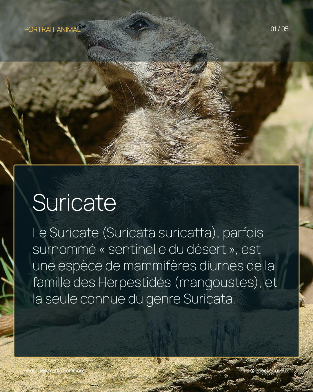 Suricate