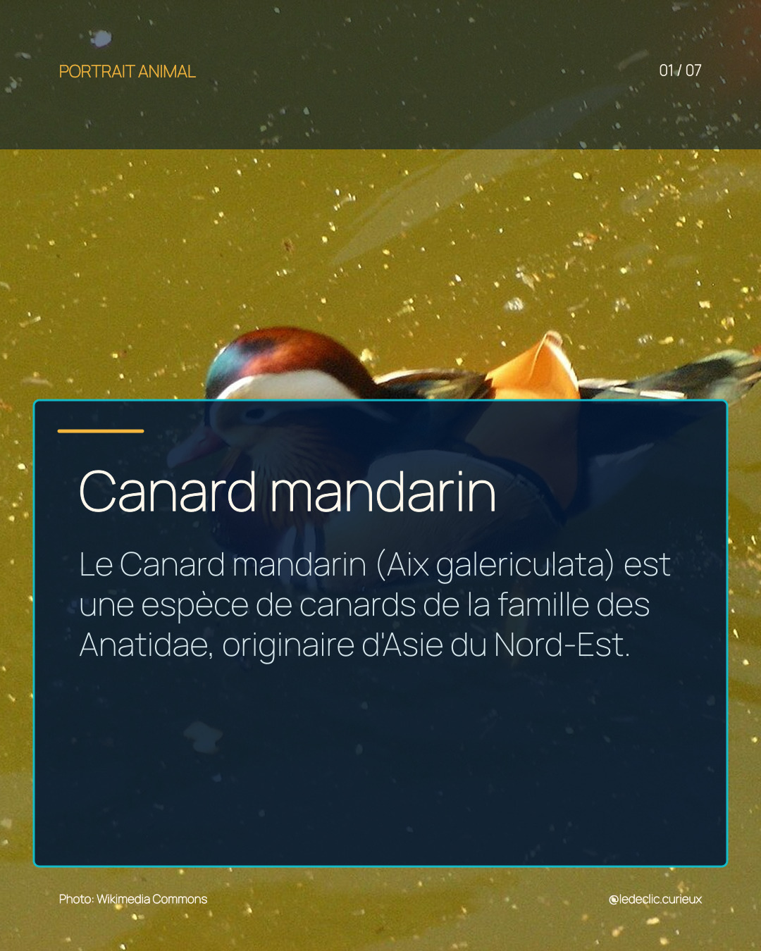 Canard mandarin