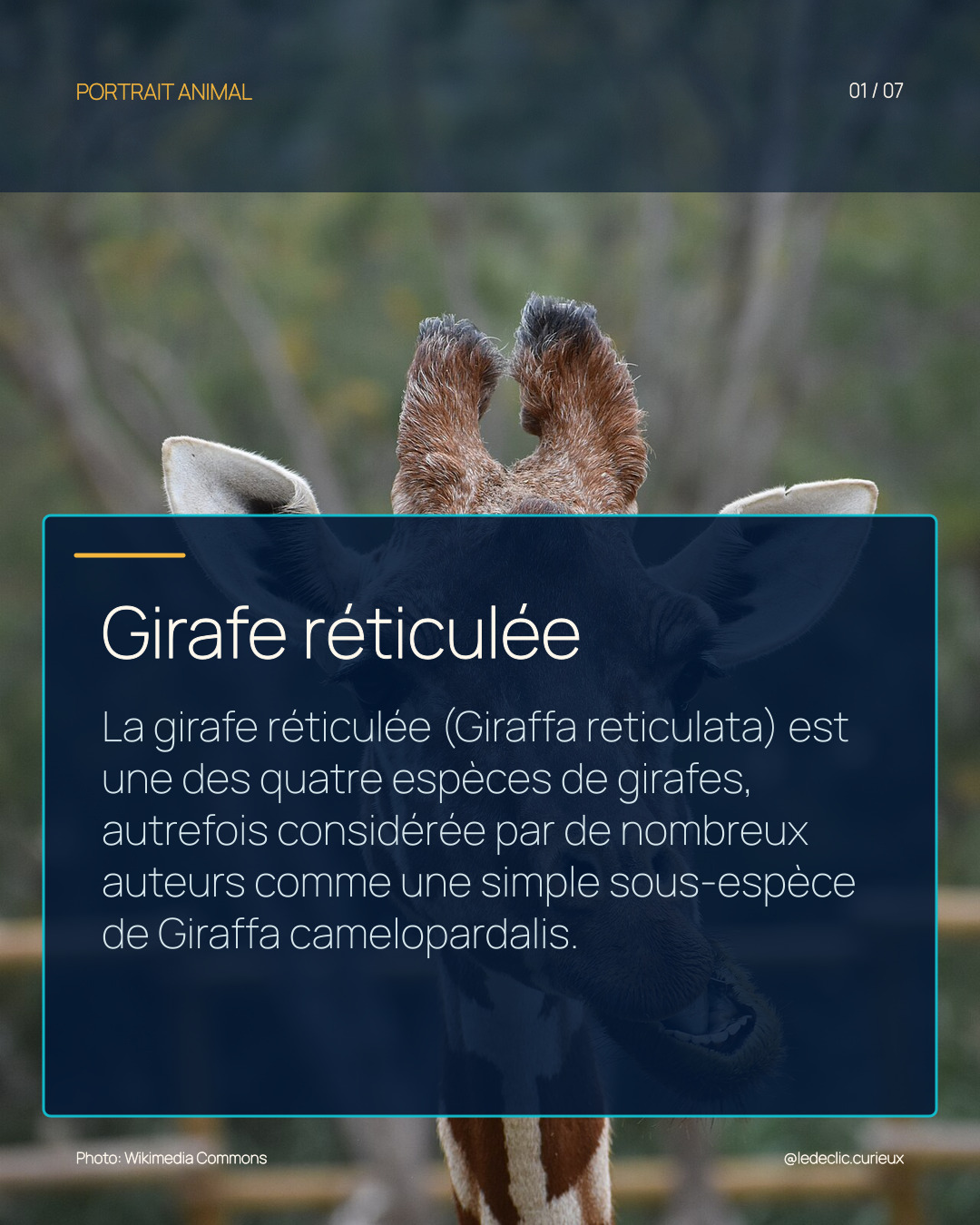 Girafe réticulée
