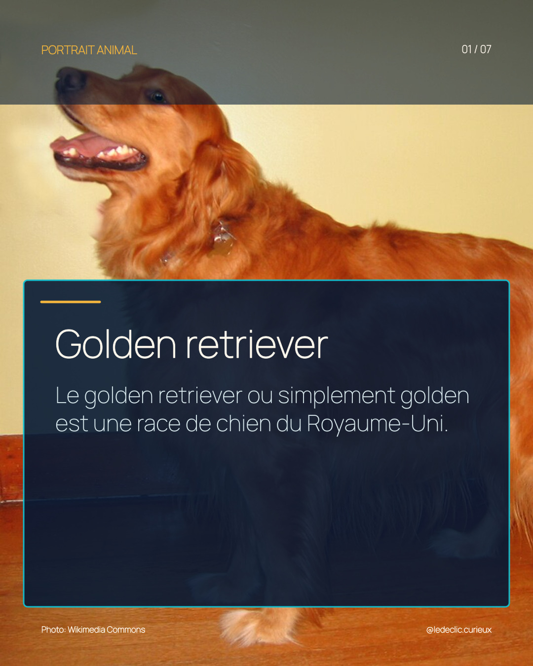 Golden retriever