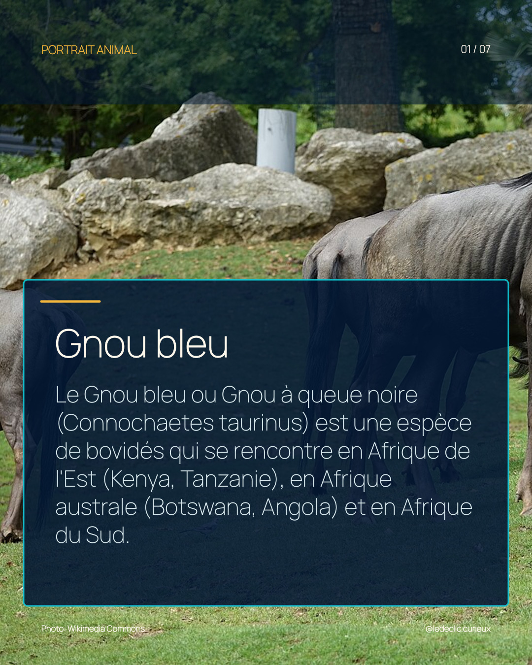 Gnou bleu