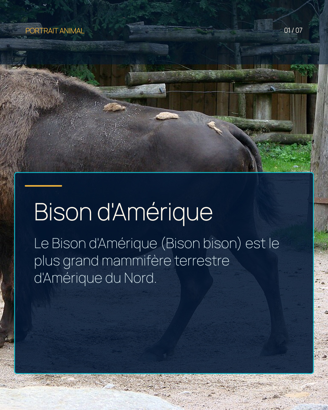 Bison d'Amérique
