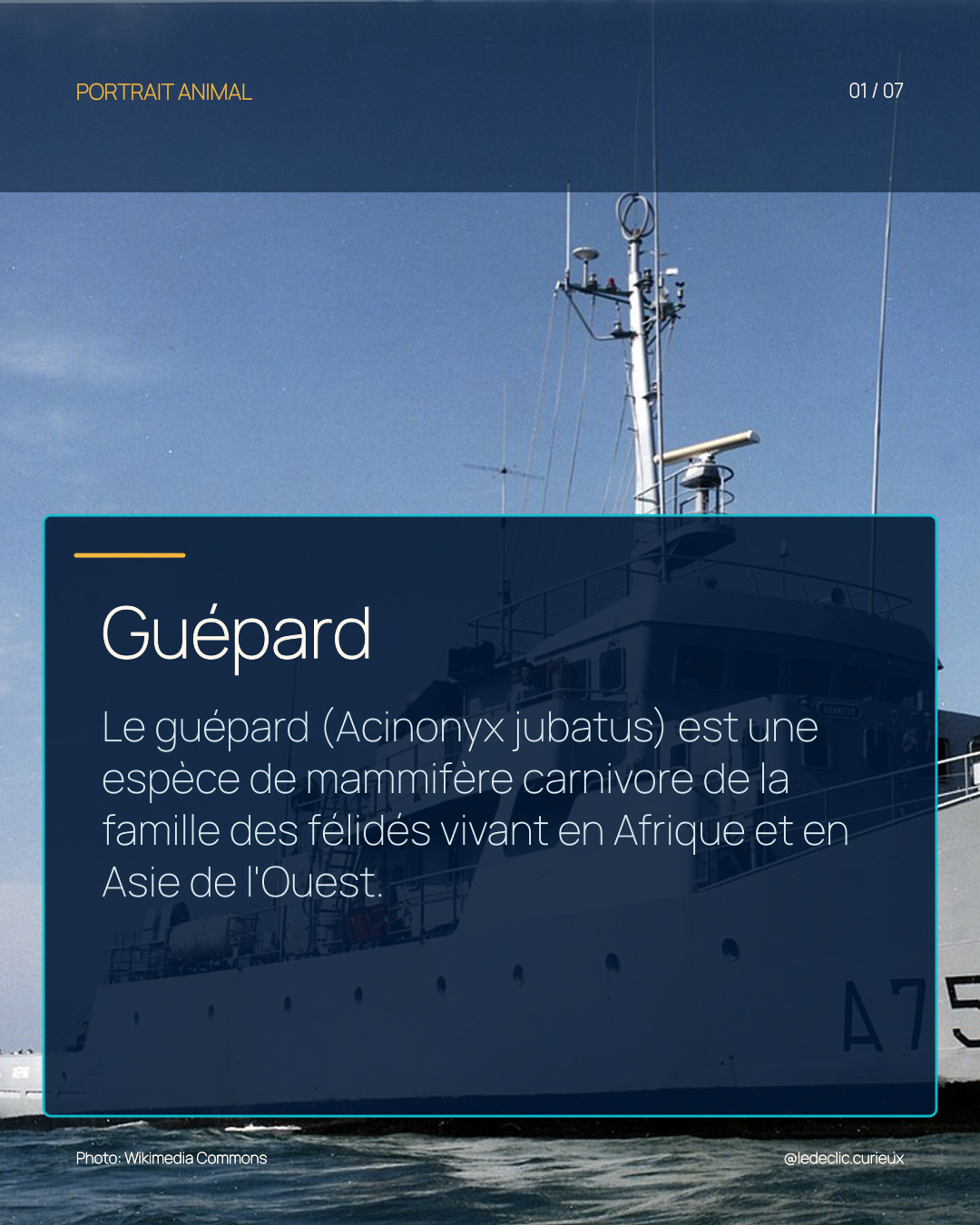 Guépard