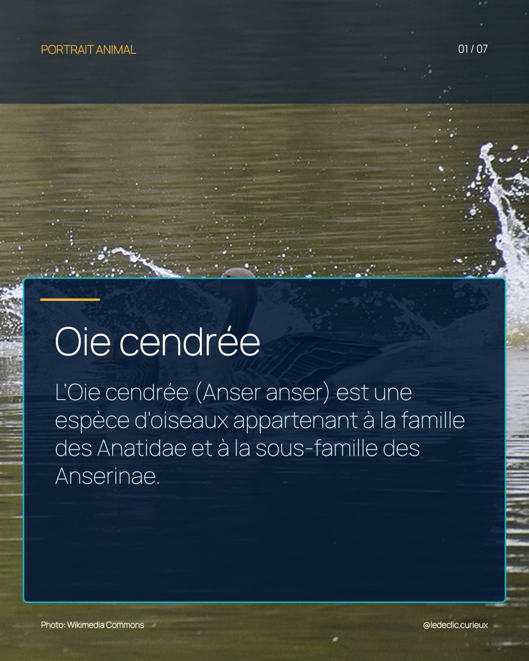 Oie cendrée