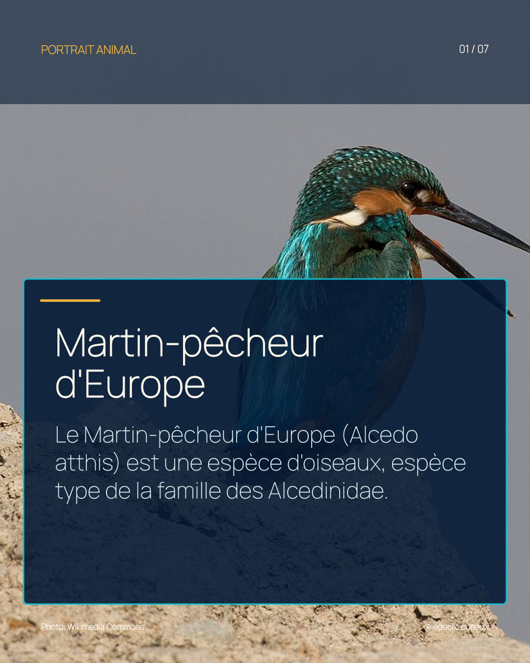 Martin-pêcheur d'Europe