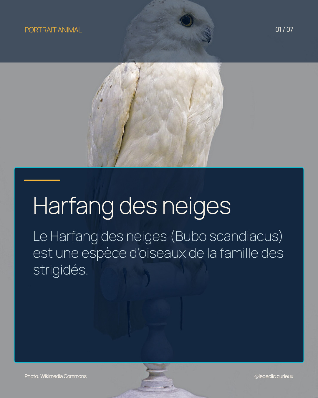 Harfang des neiges