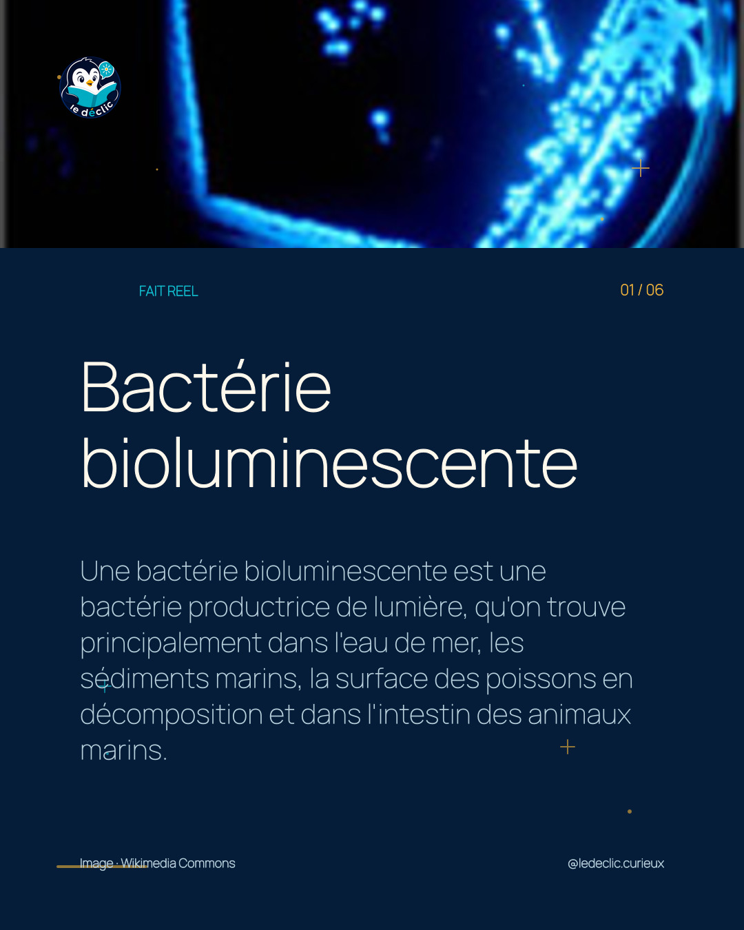 Bactérie bioluminescente