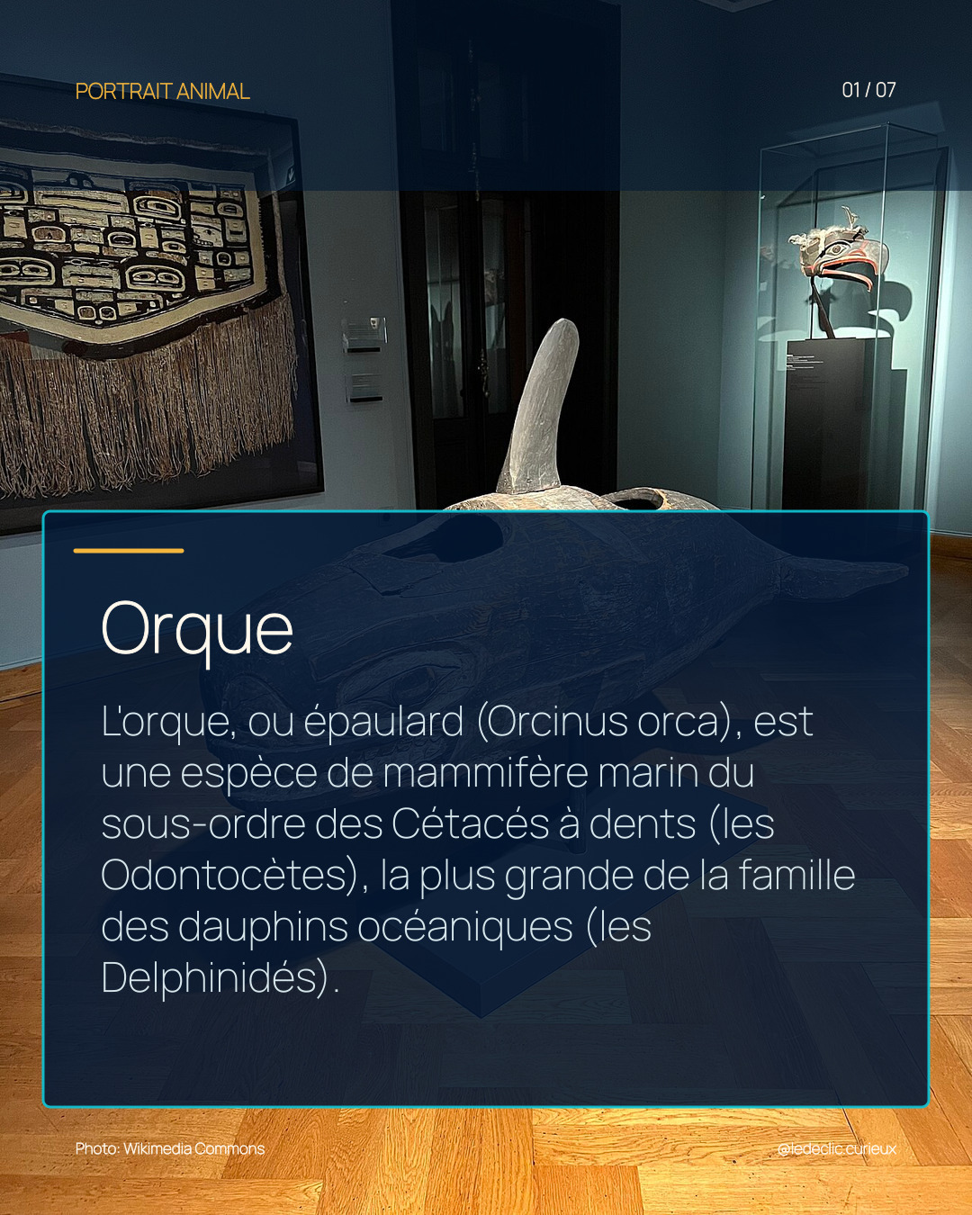 Orque