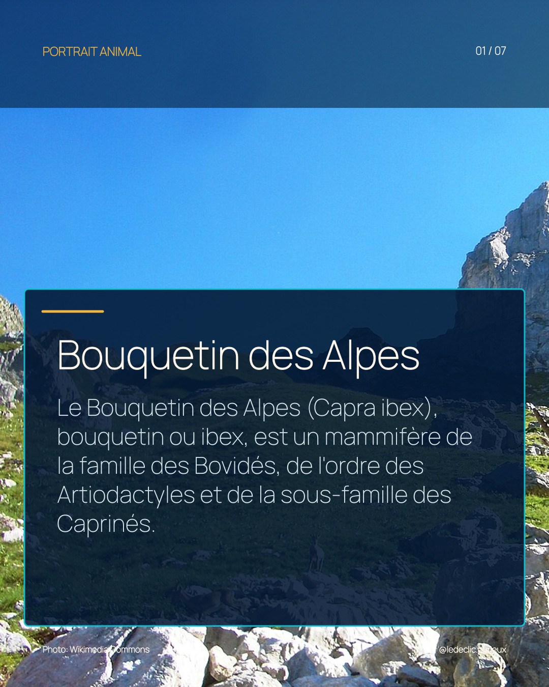 Bouquetin des Alpes