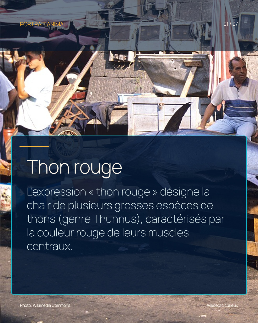 Thon rouge