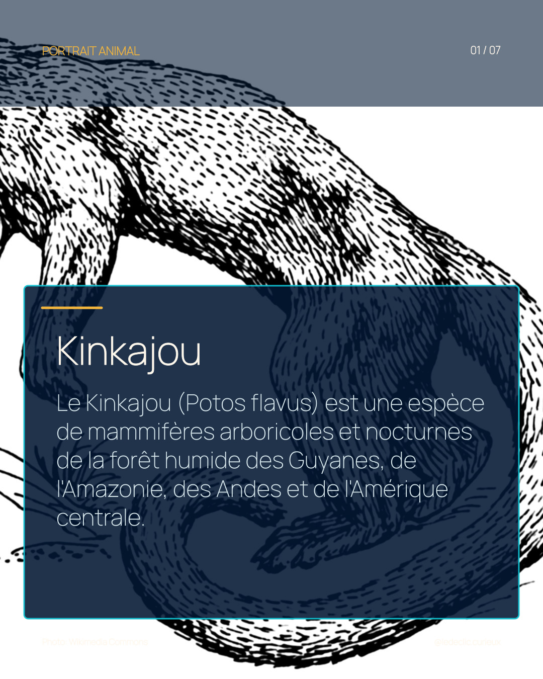 Kinkajou