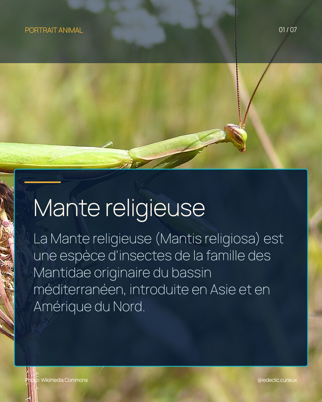 Mante religieuse