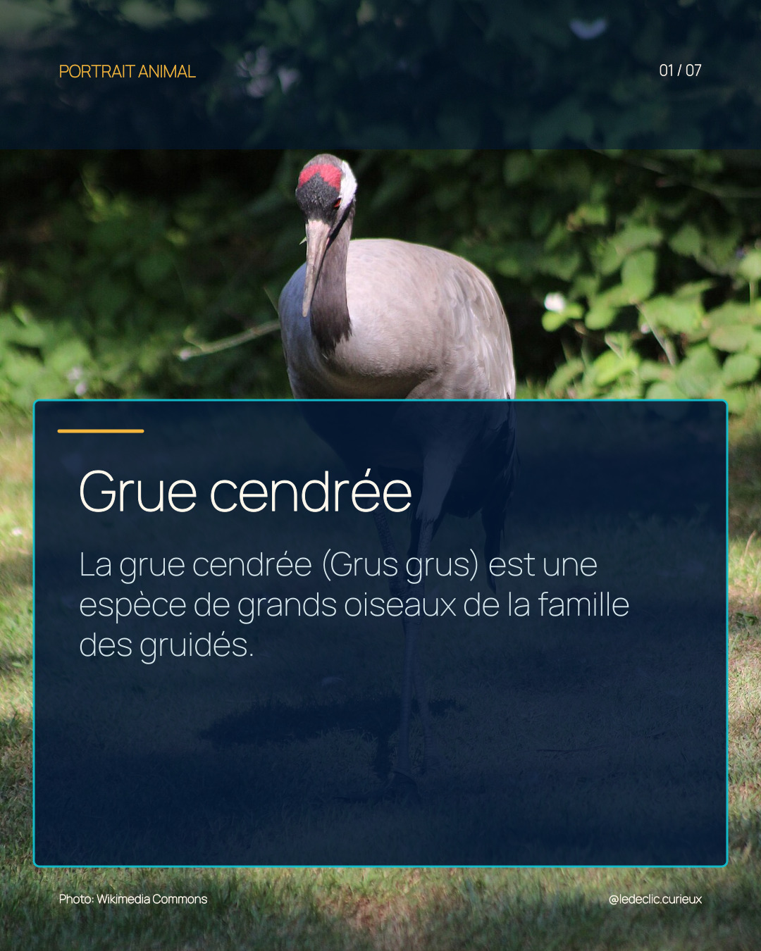 Grue cendrée