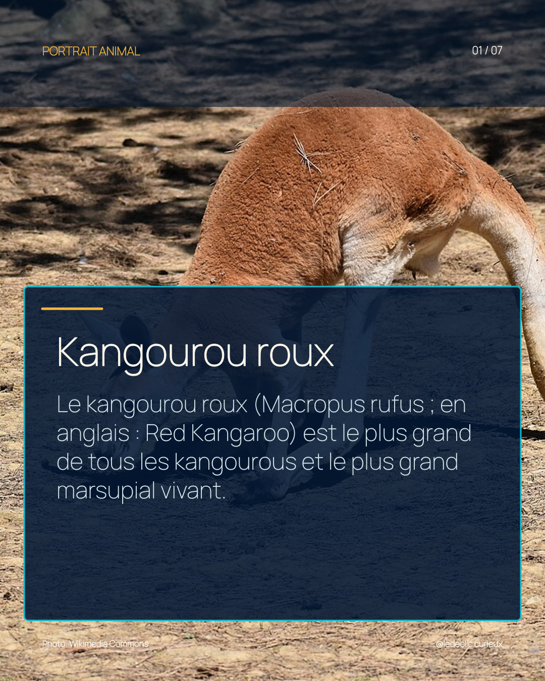 Kangourou roux