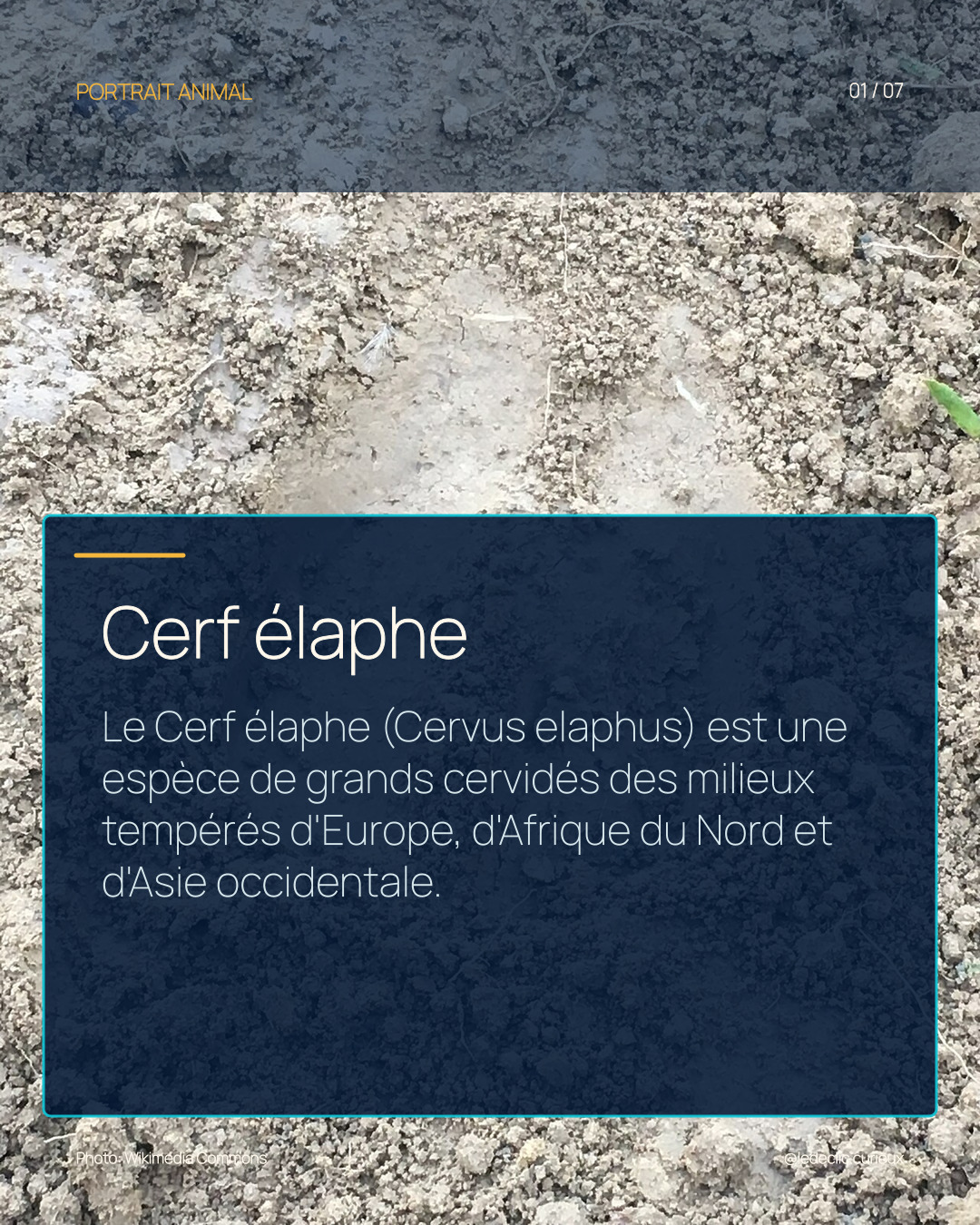 Cerf élaphe