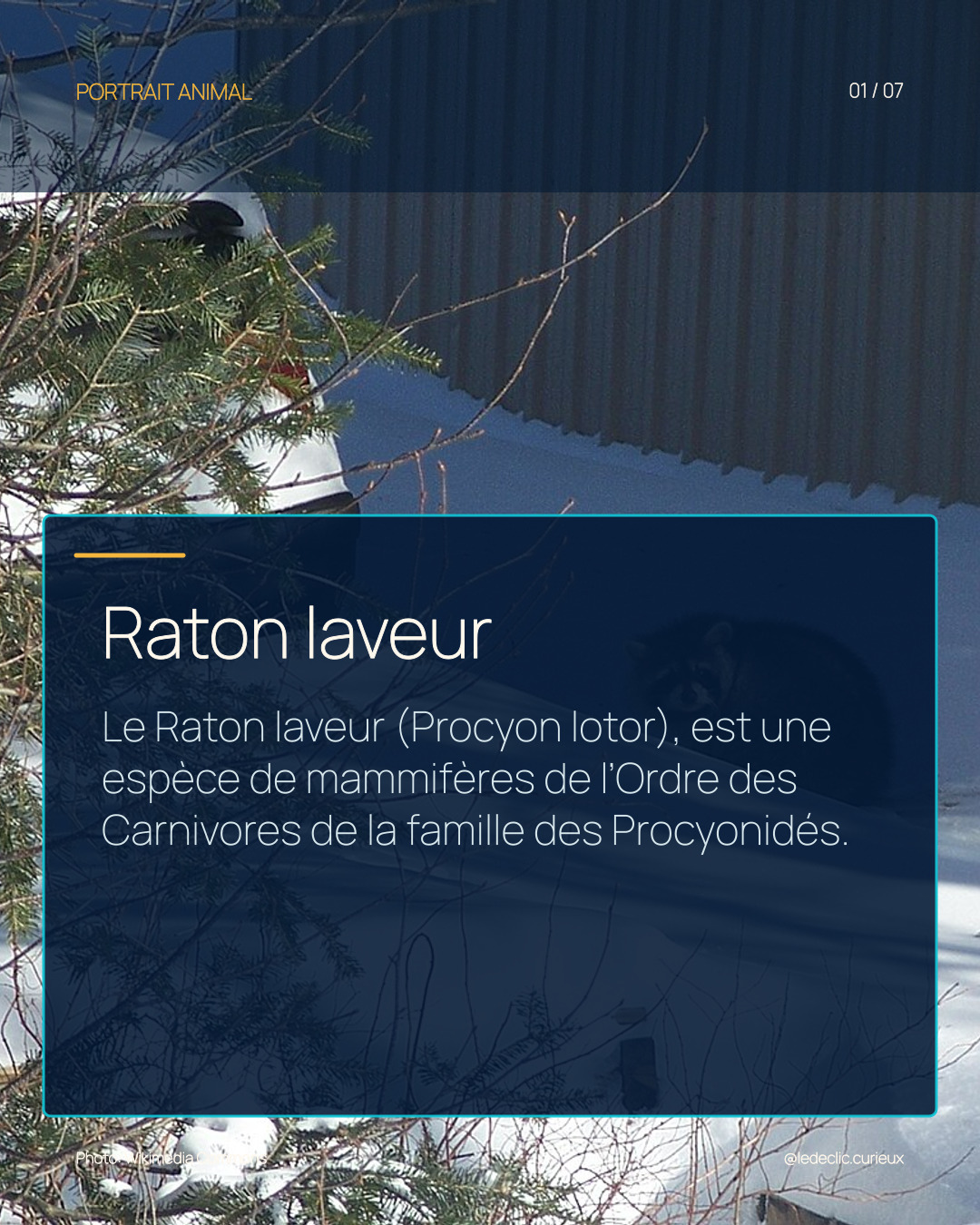 Raton laveur