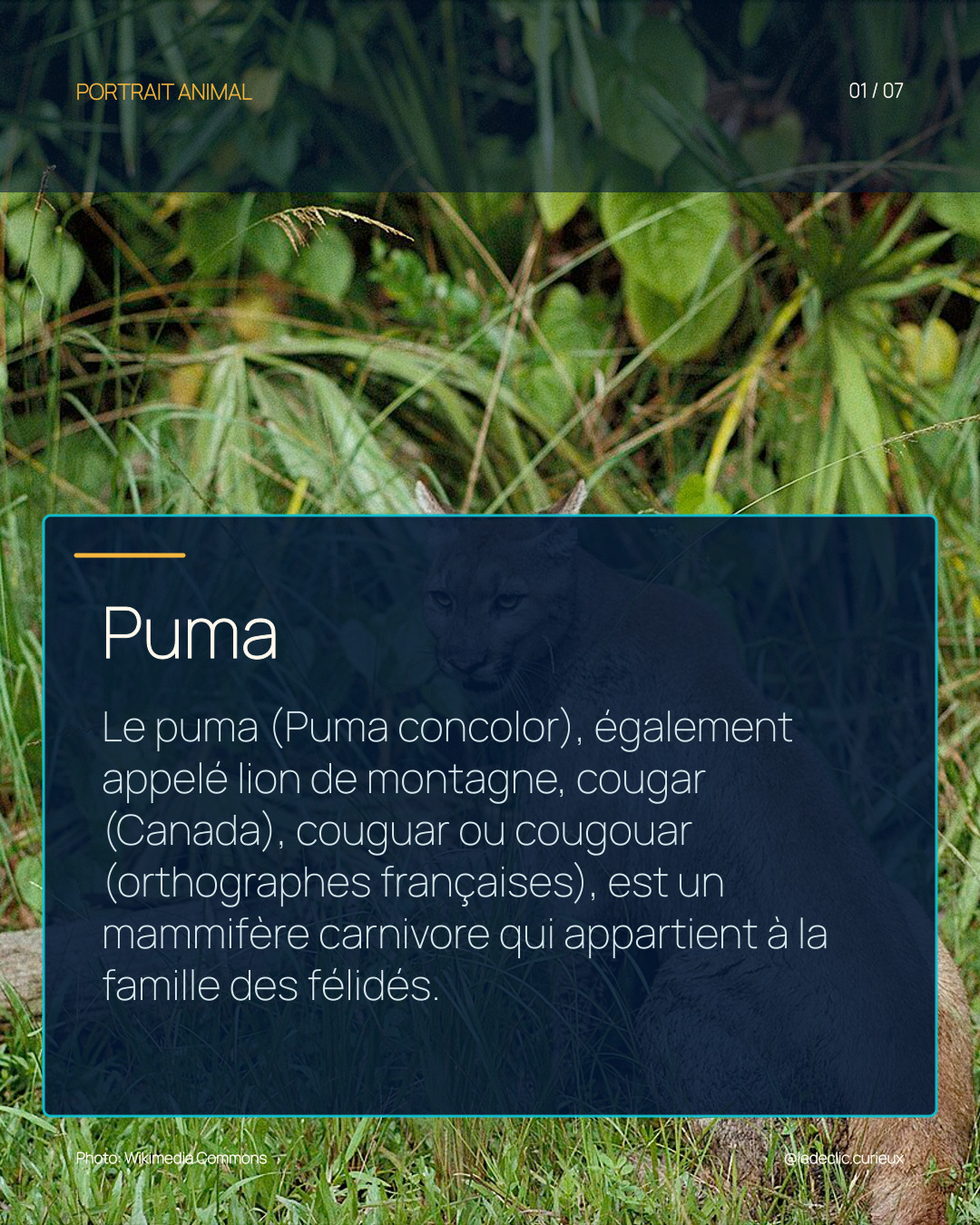 Puma