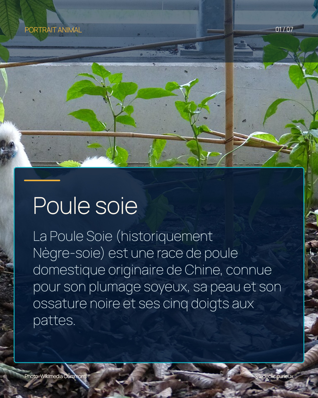 Poule soie