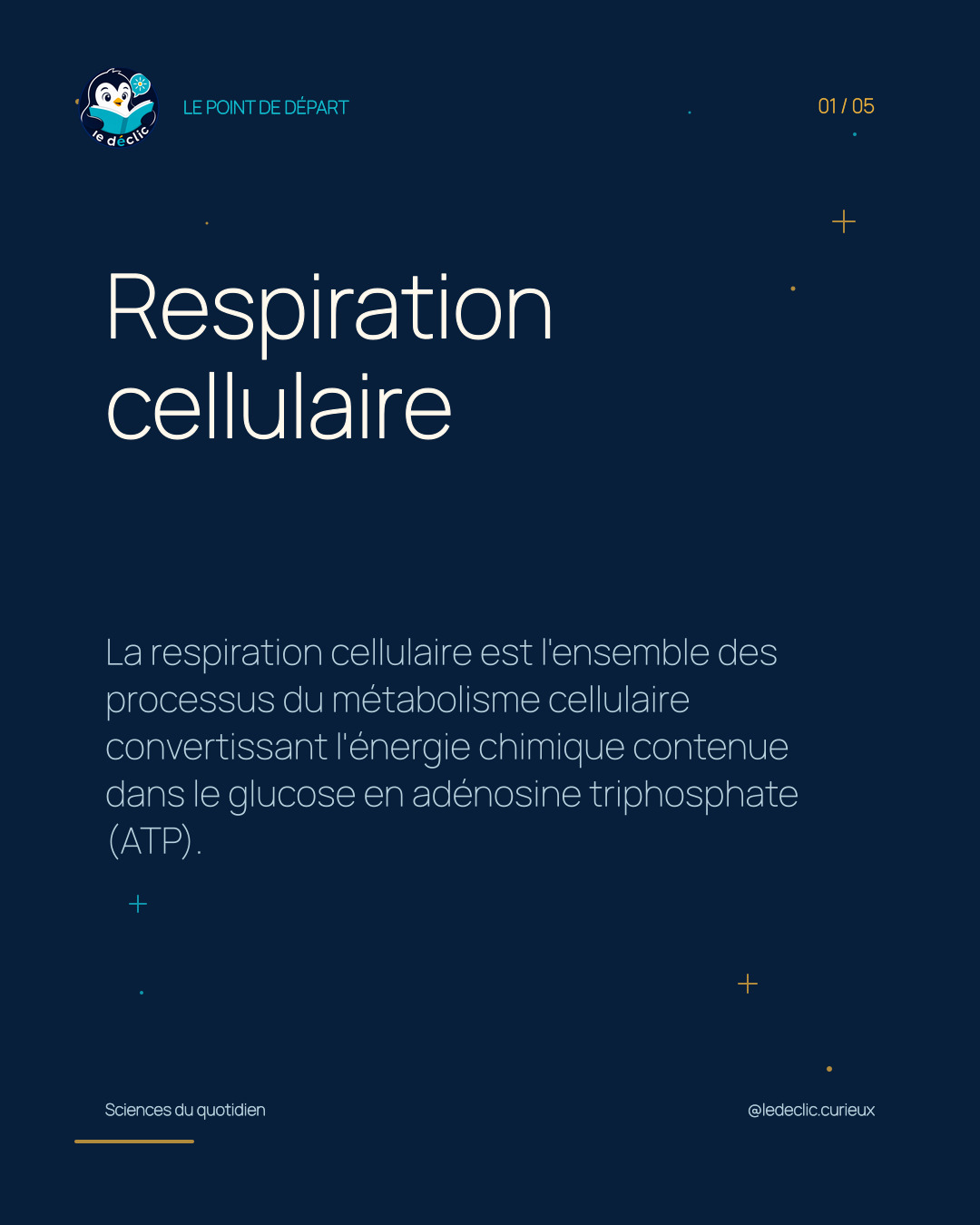 Comprendre : Respiration cellulaire