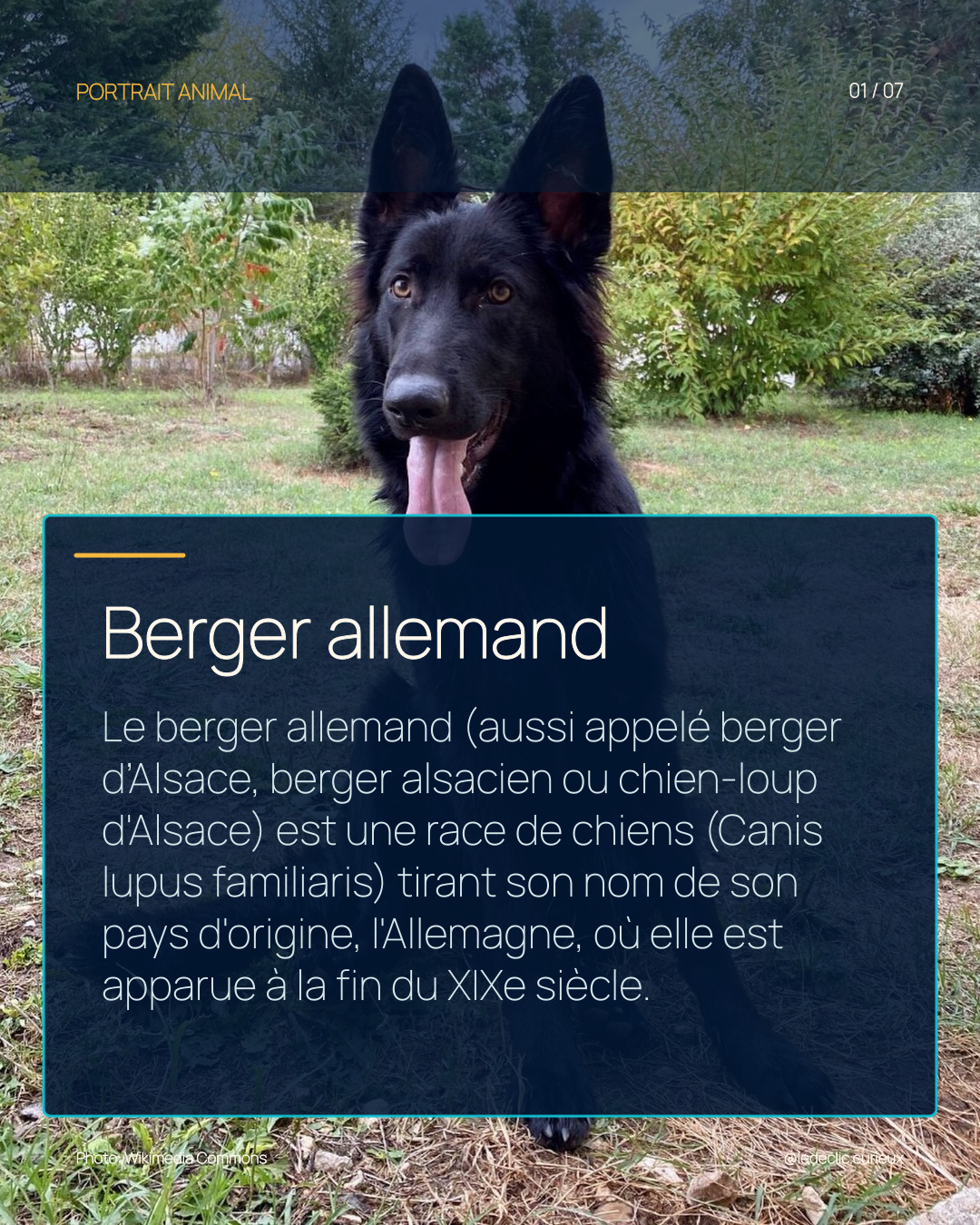 Berger allemand
