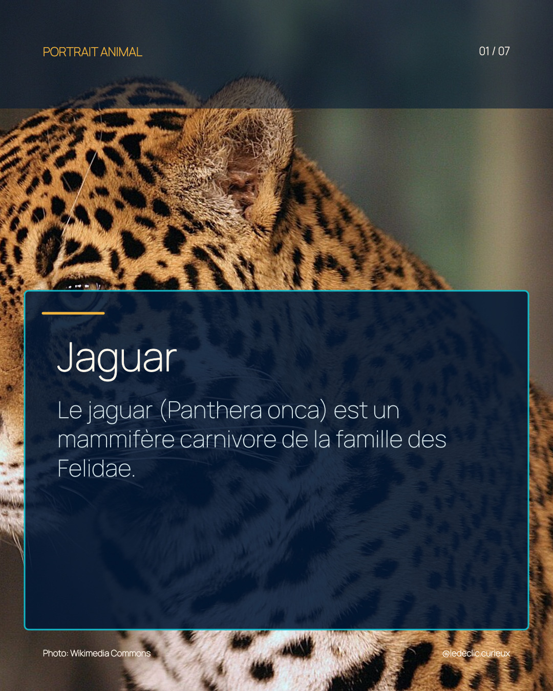 Jaguar