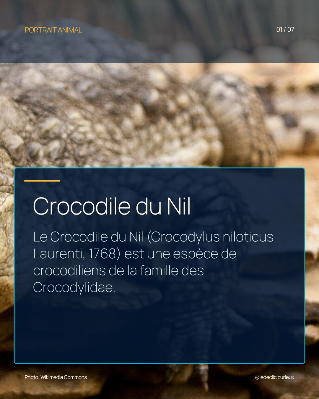 Crocodile du Nil