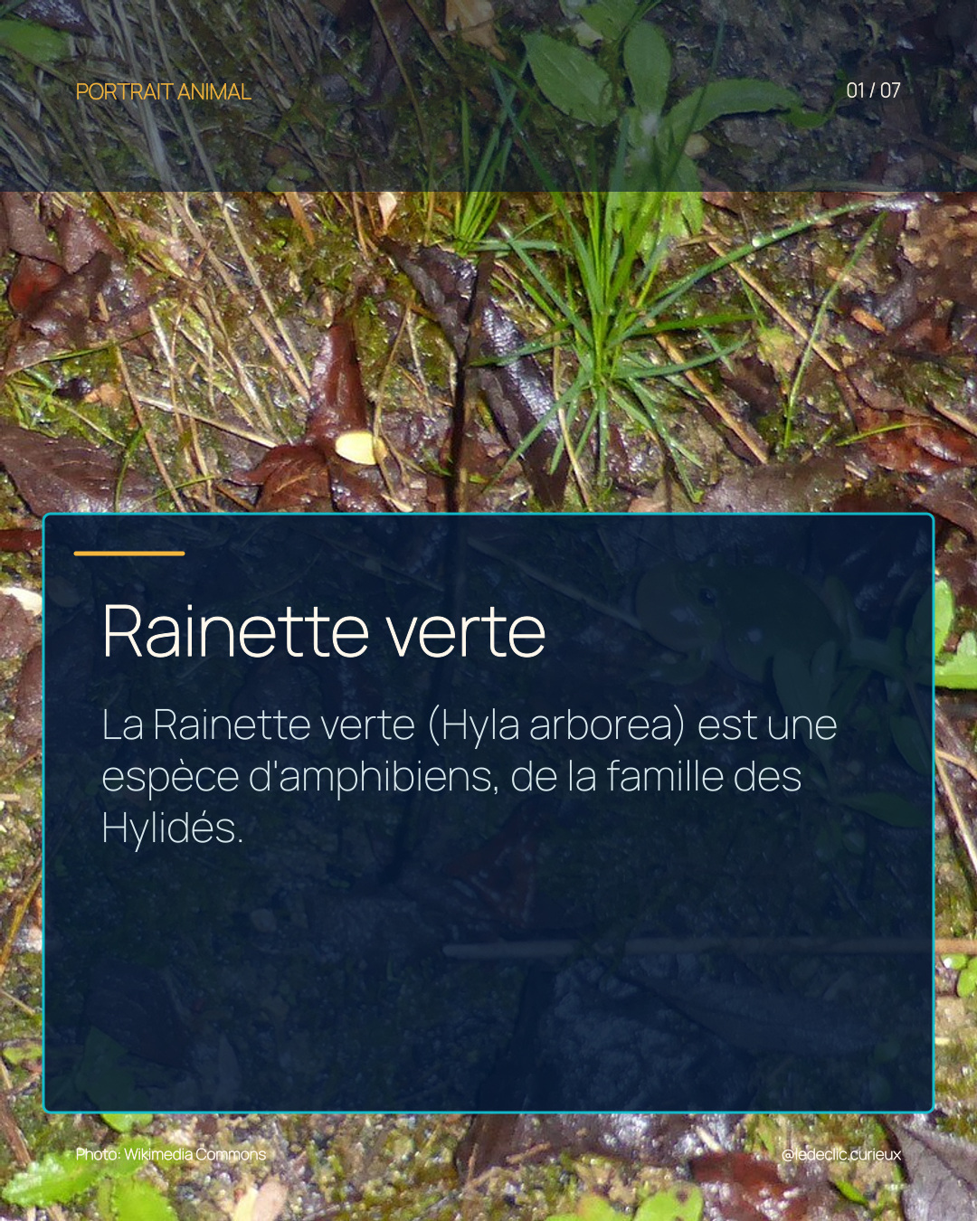 Rainette verte